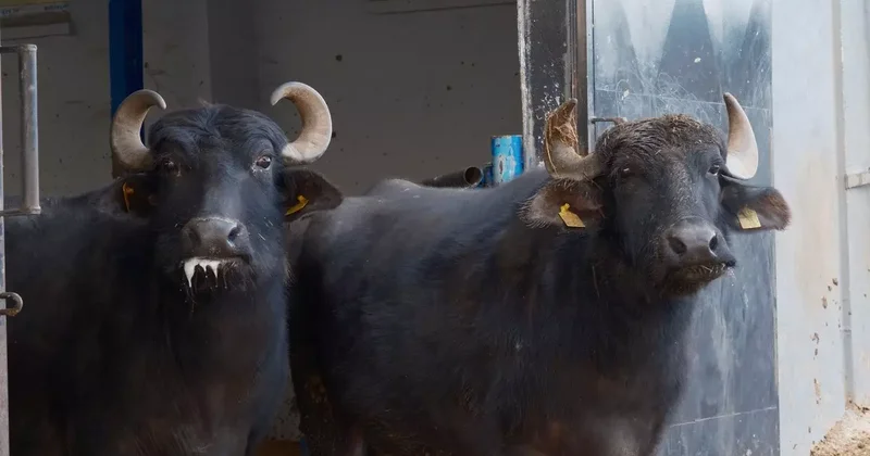 Türkiye nin yeni manda ırkı Murana süt verimi ile dikkat çekiyor