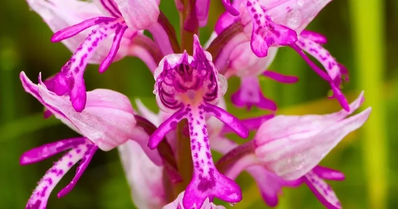 Tarlada yetiştirenler servete koşuyor, doğadan sökenler yarım milyon lira ceza yiyor