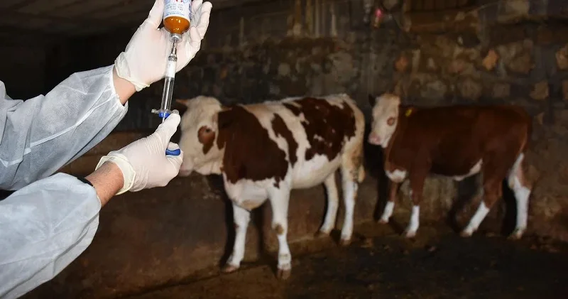 Türkiye’den Güney Afrika’ya 2 milyon doz şap aşısı Dünya Haberleri