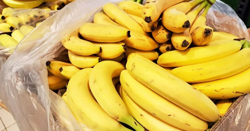 Muzun devri kapandı: Meğer asıl şampiyon o değilmiş Sözcü Gazetesi