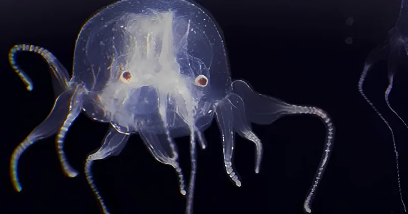 Sade 1,5 santimetre boyunda, 24 gözü var, beyni yok: Daha önce hiç böylesi keşfedilmemişti