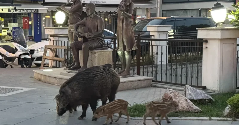 Marmaris te yaban domuzları yerleşim alanına indi