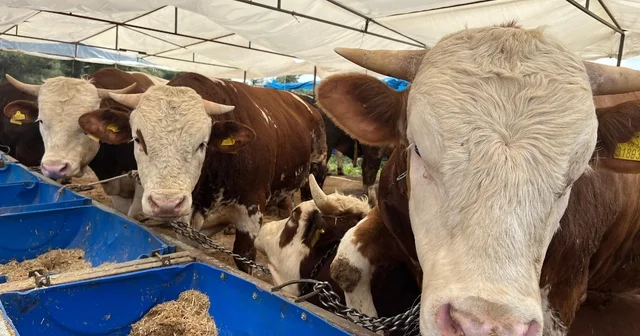 İzmir de kurban pazarları kurulmaya başladı İzmir Haberleri