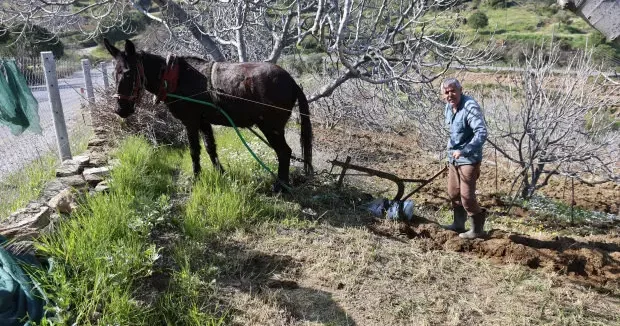 Aydın haberleri Aydın da gençler şehirde, üretim dedede! Köyün delikanlısı 50 yaşında 23 Nisan 2026
