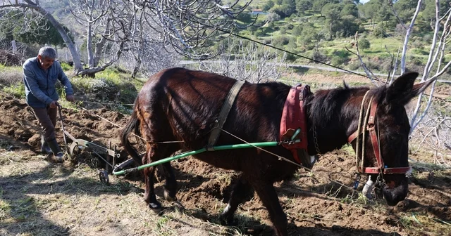 Gençler köyü terk edince iş yaşlılara kaldı Aydın Haberleri