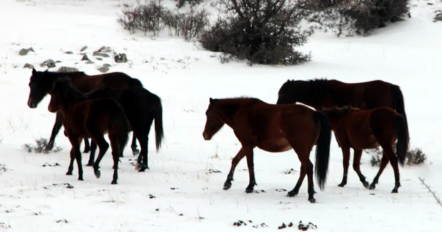 Beypazarı nda karla kaplanan alanlarda yılkı atları görüntülendi Ankara Haberleri
