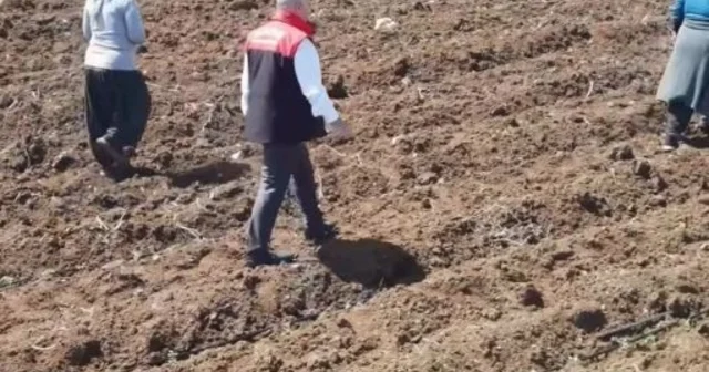 Elazığ da domates üretiminde yeni sezon başladı Elazığ Haberleri