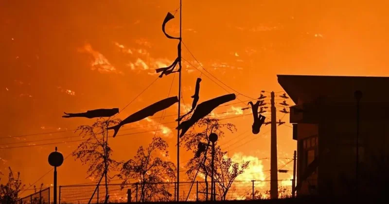 Japonya da orman yangını: 200 hektarlık alan kül oldu!