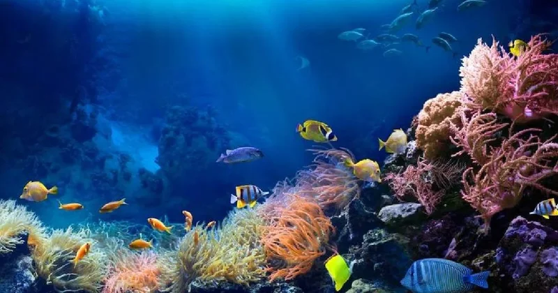 Denizin dibinde birden ortaya çıktı: Dokunduğu her şeyin rengine dönüşüyor Sözcü Gazetesi