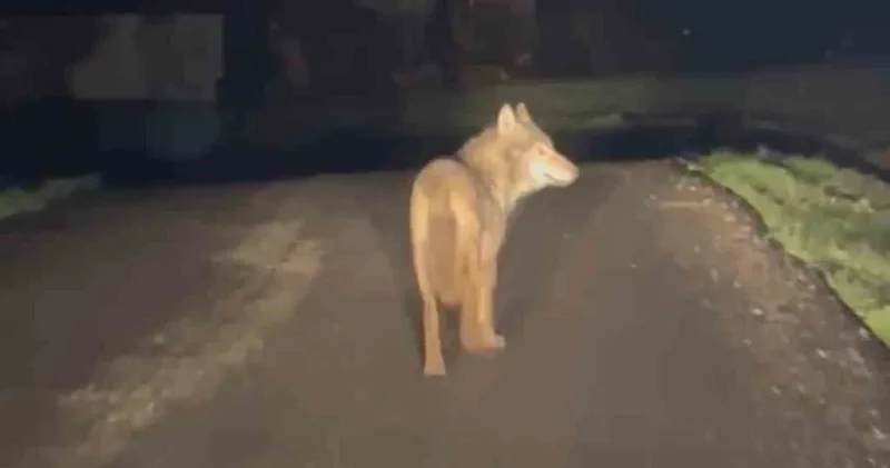 Karabük te kurt yerleşim yerine indi Karabük Haberleri