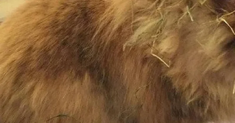 Türünün en yaşlısı seçildi: 15 yıl yaşıyla rekor kırdı Sözcü Gazetesi