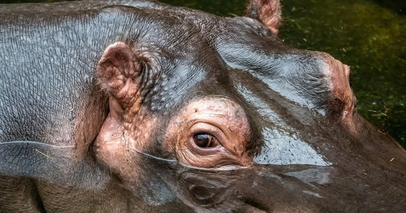 Escobar ın kaçak su aygırları Kolombiya yı ele geçirdi
