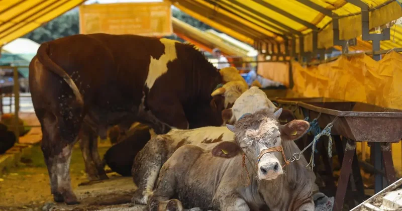Kurbanlıklar görücüye çıktı! İşte kurbanlık fiyatları