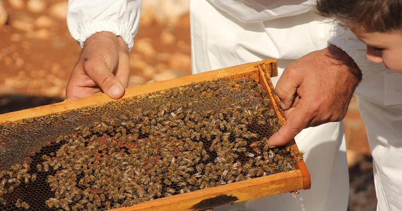Uygunsuz balın piyasaya girişi engellenecek
