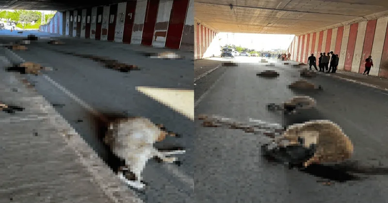 Altgeçitte korkunç manzara: 17 koyunu öldürdü! Sözcü Gazetesi