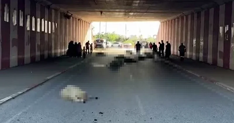 Tünelde koyun sürüsü faciası: Çoğu telef oldu Hatay Haberleri