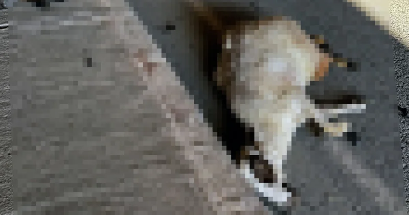 Koyun sürüsüne daldı, 17 hayvan hayatını kaybetti Son dakika haberleri