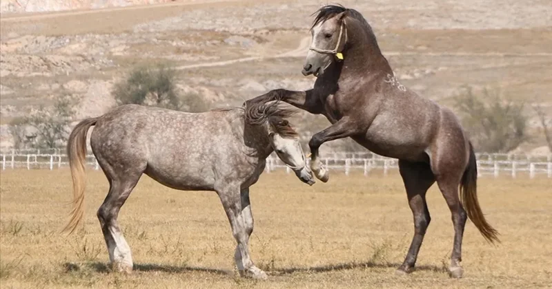 TİGEM in safkan Arap tay satış tarihleri belli oldu