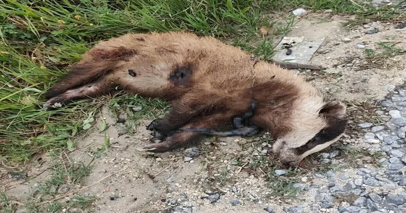 Aydın da nesli tehlike altında olan Avrupa porsuğu silahla öldürüldü