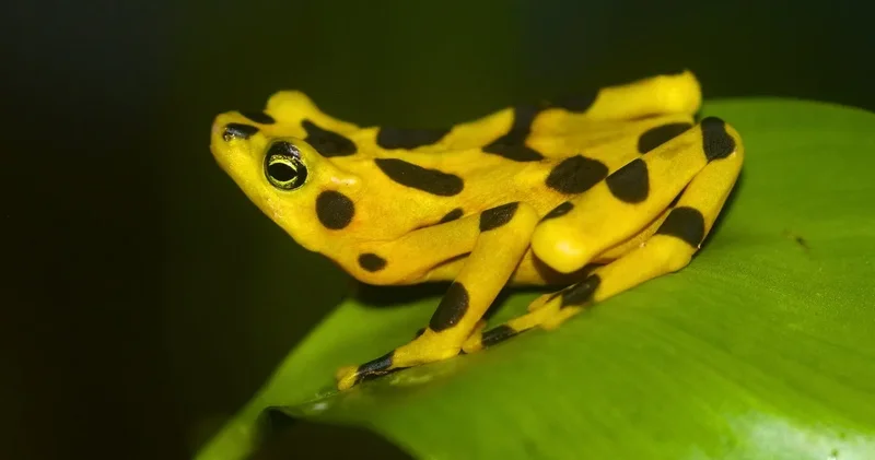 2009 da yok olmuştu: 17 yıl sonra geri dönüyorlar