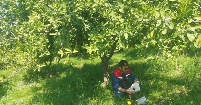 Koçarlı da Akdeniz meyve sineğine karşı tuzaklı takip sürüyor Aydın Haberleri