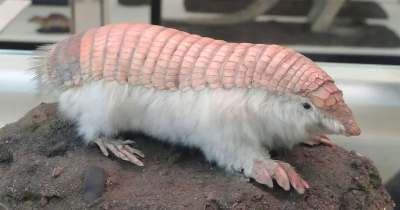 Pembecik Peri geri döndü