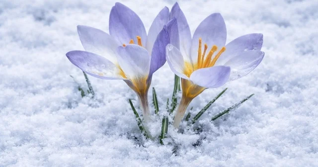 Kartepe nin nadide türü objektiflere yansıdı Kocaeli Haberleri