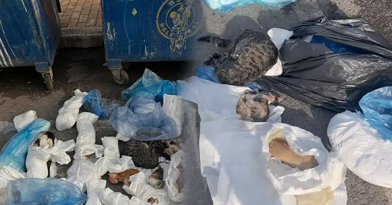 İzmir de çöpte 33 ölü kedi bulunmuştu! Veteriner adliyeye sevk edildi