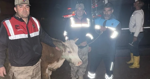 Siverek te çalınan büyükbaş hayvan jandarma tarafından bulundu Şanlıurfa Haberleri