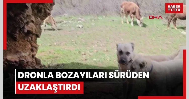 Dronla bozayıları sürüden uzaklaştırdı