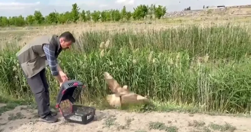 Iğdır’da yaralı bulunan şahin yeniden doğaya bırakıldı
