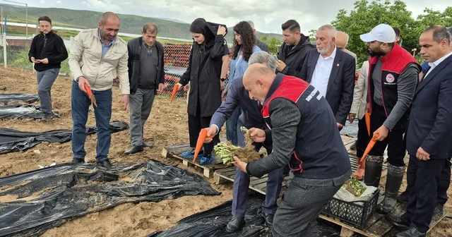 Bahşılı da 3 dönüm araziye çilek dikildi Kırıkkale Haberleri