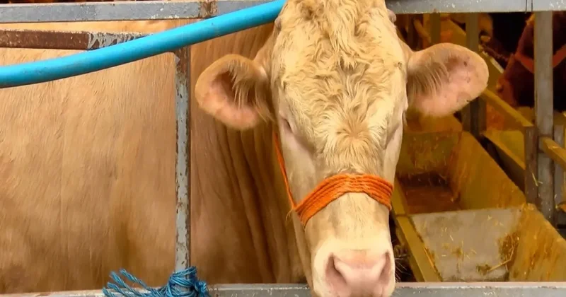 Kurban Bayramı na 4 gün kala hayvan pazarlarında hareketlilik sürüyor