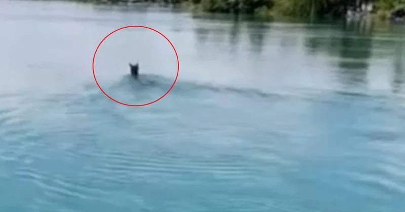 Fırat Nehri nde Yüzen At Şaşkınlık Yarattı