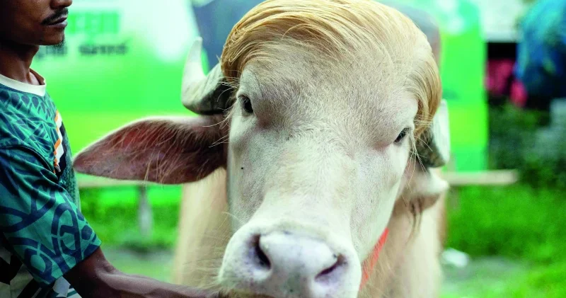Bangladeş in 700 kilogramlık Albino Trump ı! Aktüel Haberleri