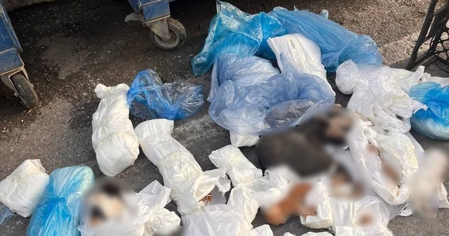 İzmir de 33 ölü kedi olayında gözaltına alınan veteriner, tutuklama talebiyle mahkemeye sevk edildi İzmir Haberleri