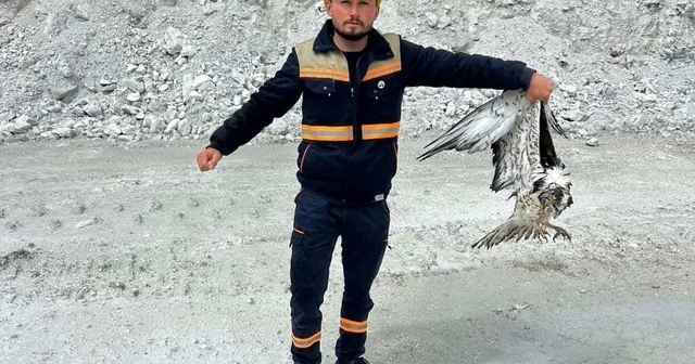 Hisarcık ta maden sahasında bitkin halde bulunan balık kartalı tedavi altına alındı Kütahya Haberleri