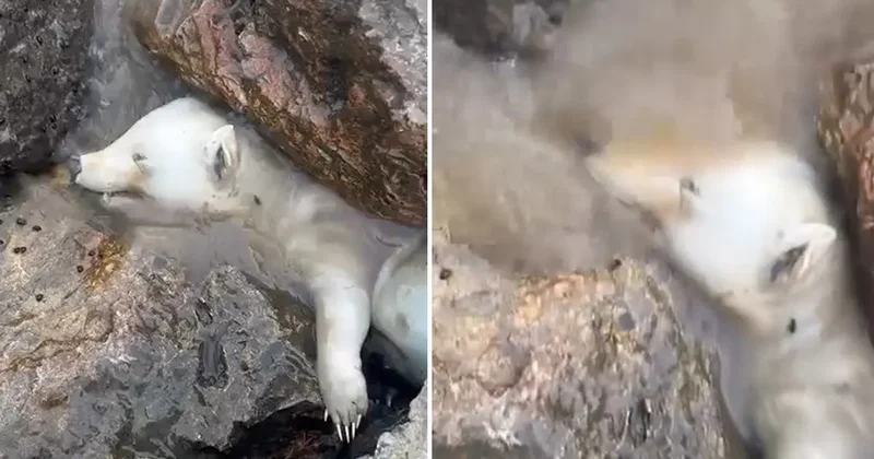 Kutup ayısı sanıldı, gerçek kısa sürede ortaya çıktı