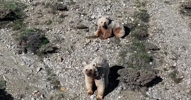 Erzincan da çobanın teknolojik çözümü: Sürüye yaklaşan ayıları dronla kovaladı