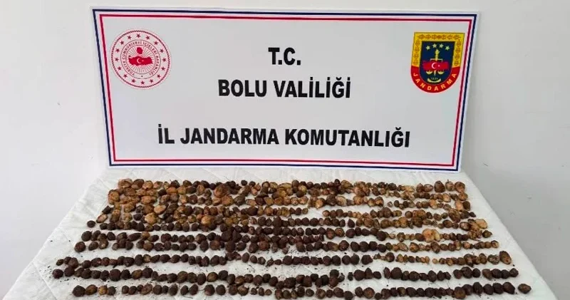 Bolu’da yabani salep toplayan 3 kişiye rekor ceza: 2 milyon 97 bin TL Bolu Haberleri