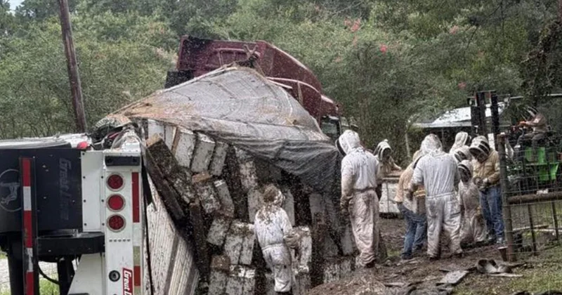 Texas ta arı yüklü TIR devrildi: Milyonlarca bal arısı çevreye yayıldı