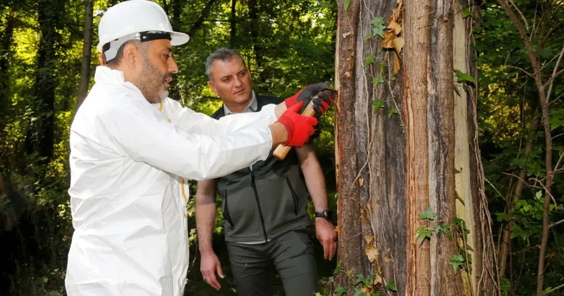 Osmanlı ordusunun şifa sırrıydı, 2026 sezonu açıldı! Kilosu dudak uçuklatıyor