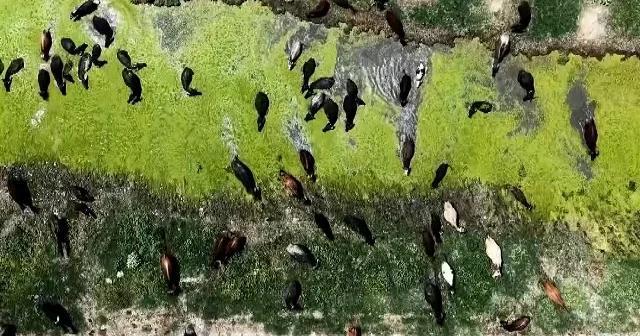Eber Gölü’nde yağış bereketi: Mandaların serinleme mesaisi başladı VİDEO İZLE