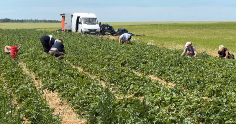 Bu meyveyi hasat eden 2 günde 1 aylık maaş kazanıyor Sözcü Gazetesi