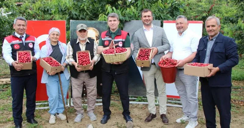 Amasya’da dalları kiraz bastı: Bu yıl 50 bin ton rekolte bekleniyor