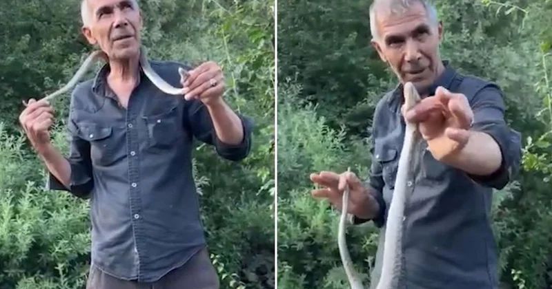 Resmen ölümle dans etti! Zehirli engerek yılanını boynuna doladı