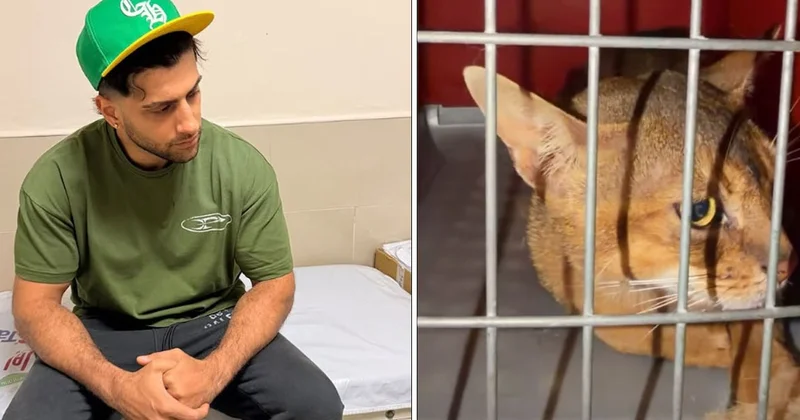 Kedi sevmek isterken hastanelik oldu: Reynmen yaşadığı talihsiz olayı anlattı Sözcü Gazetesi