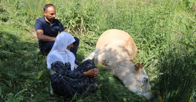 Uçuruma düşen inekleri ölen 7 çocuklu aileye, 2 inek ve 2 buzağı hibe edildi Hakkari Haberleri Habertürk Yerel Haberler
