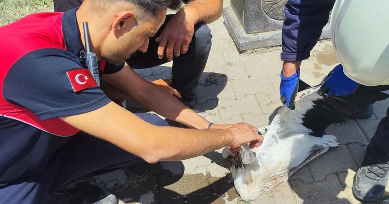 Sivas ta aşırı sıcak leyleğe baygınlık geçirtti: Yardımına itfaiye koştu