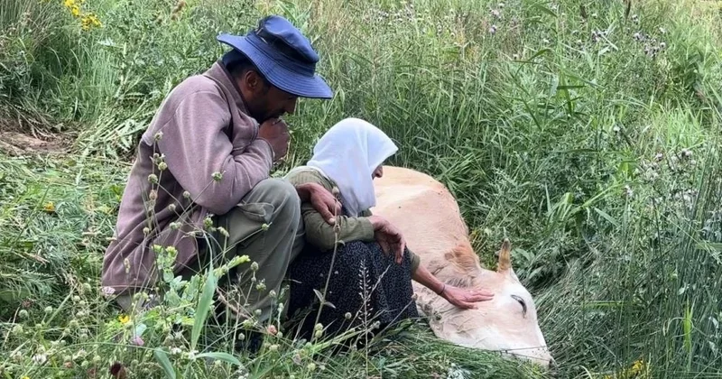 Yüksekova da yürek yakan görüntü: Uçurumdan düşerek telef olan ineğine sarılıp saatlerce ağladı